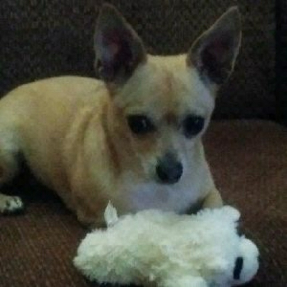 Meet your Posher, Ray